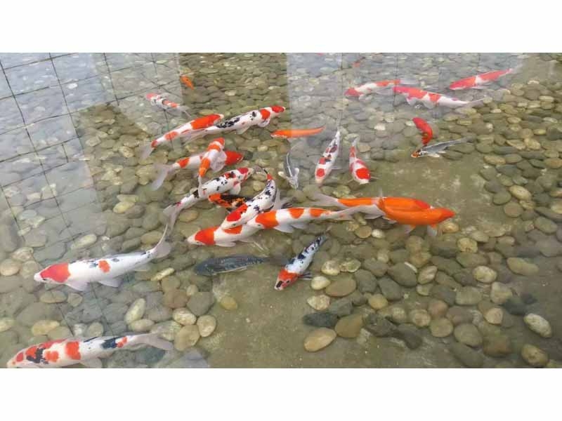 全自動循環水設備
